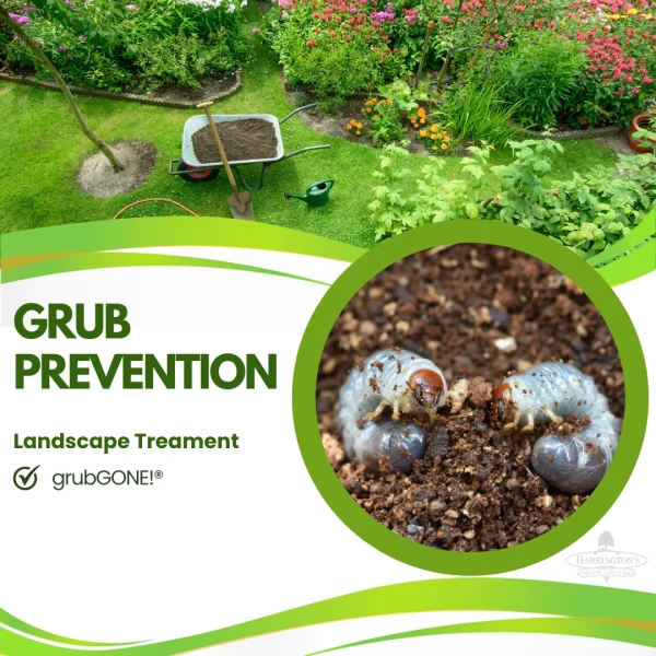 Grub Prevention